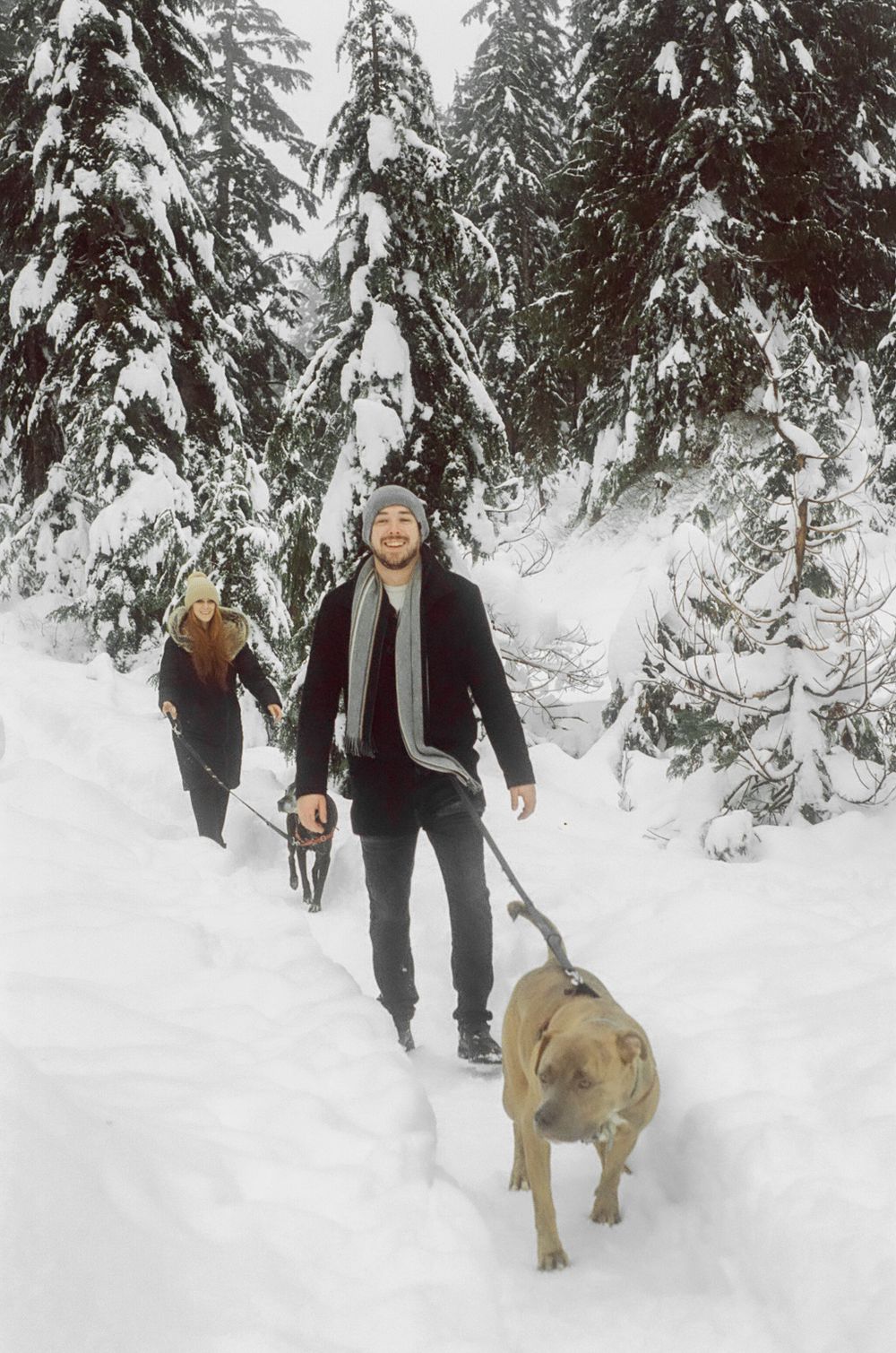 A yellow Labrador dog romping through deep snow with companions in a wintry forest.