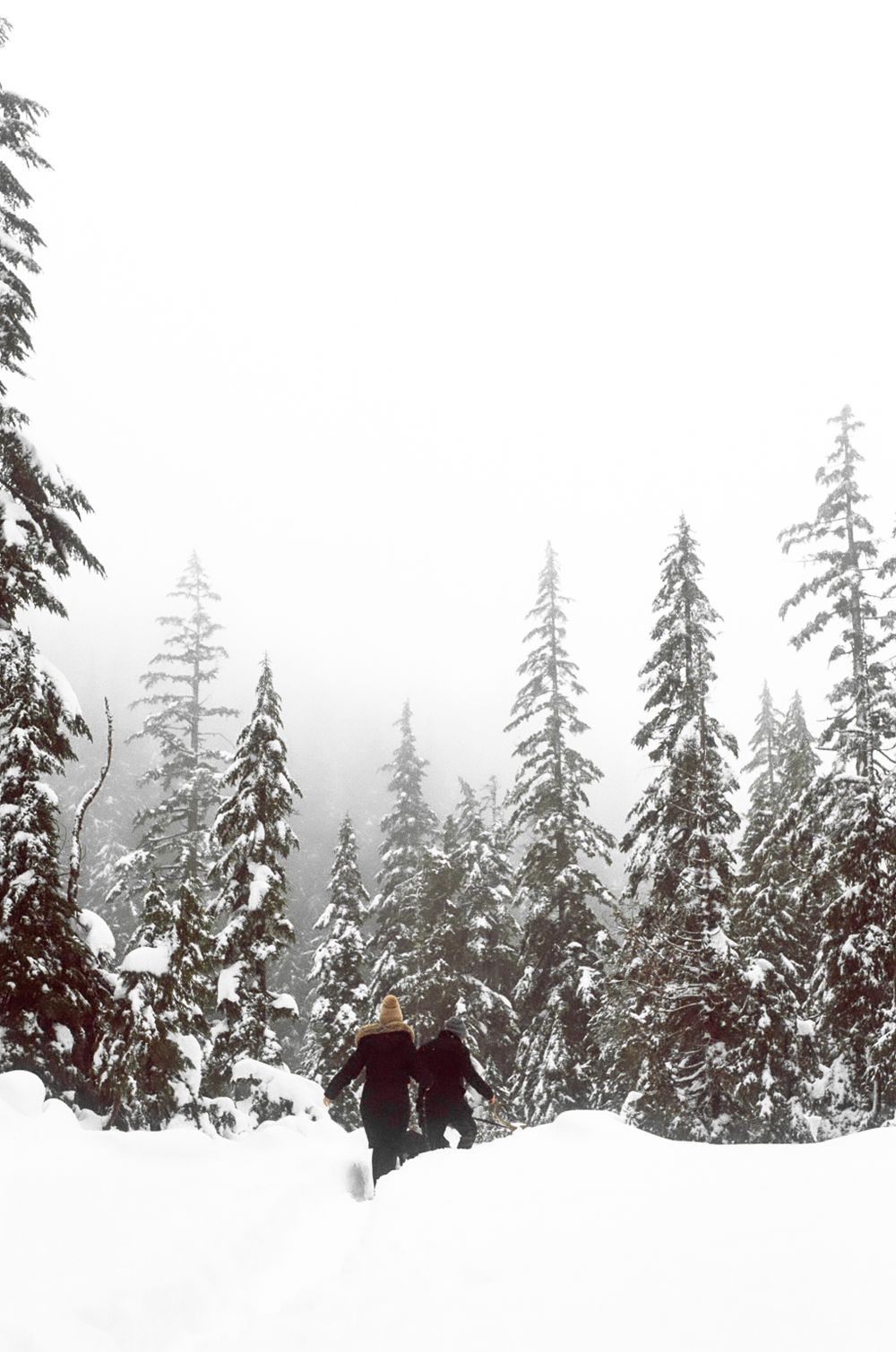 Snow-covered evergreen trees create a dramatic winter forest landscape.