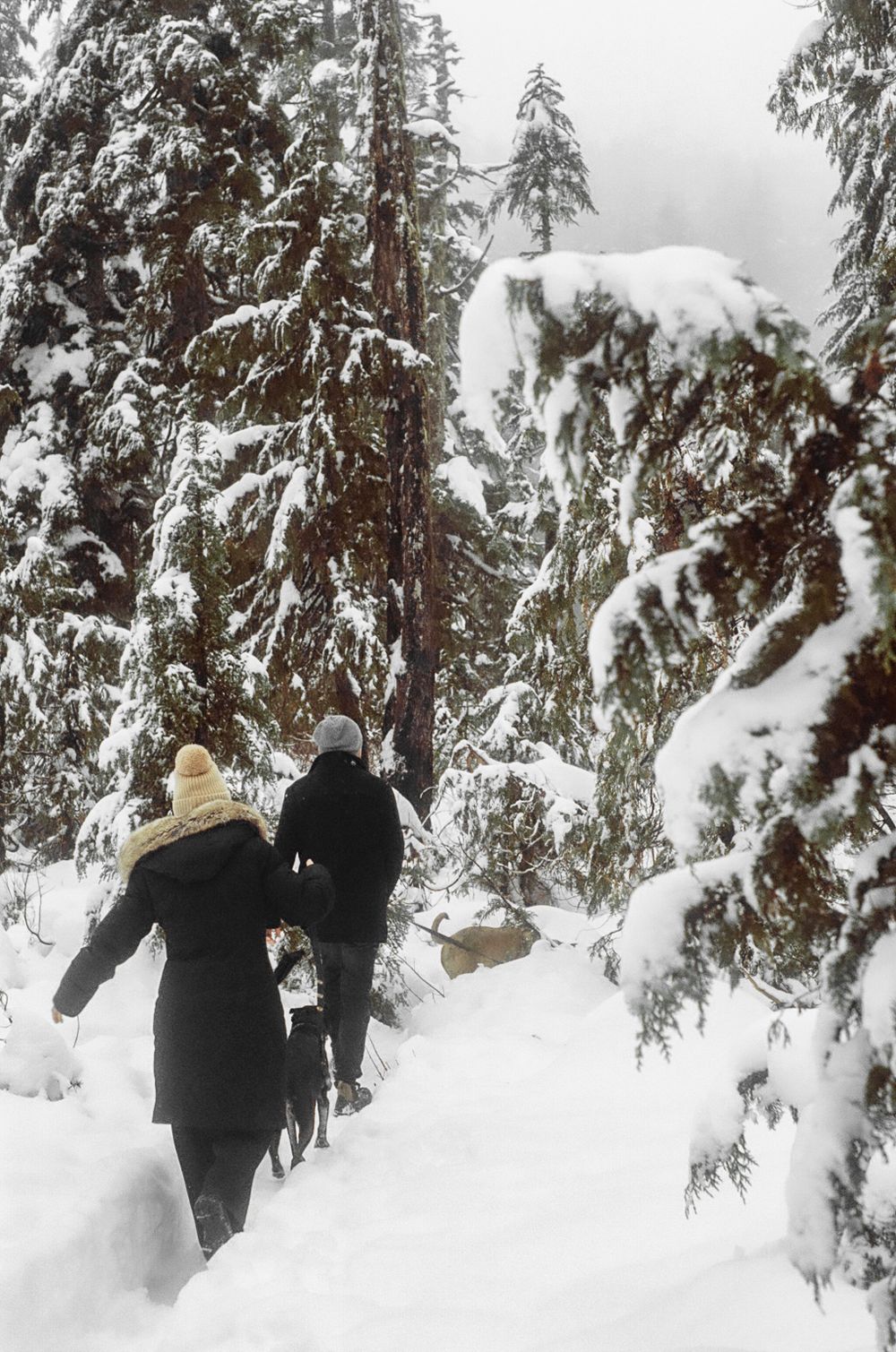 Two people trek through deep snow between towering snow-covered pine trees.