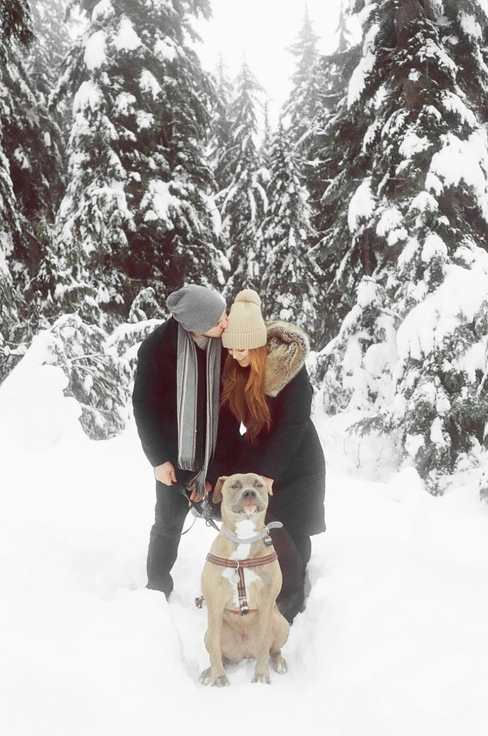 A cream-colored dog sitting in deep snow surrounded by snow-covered evergreen trees.