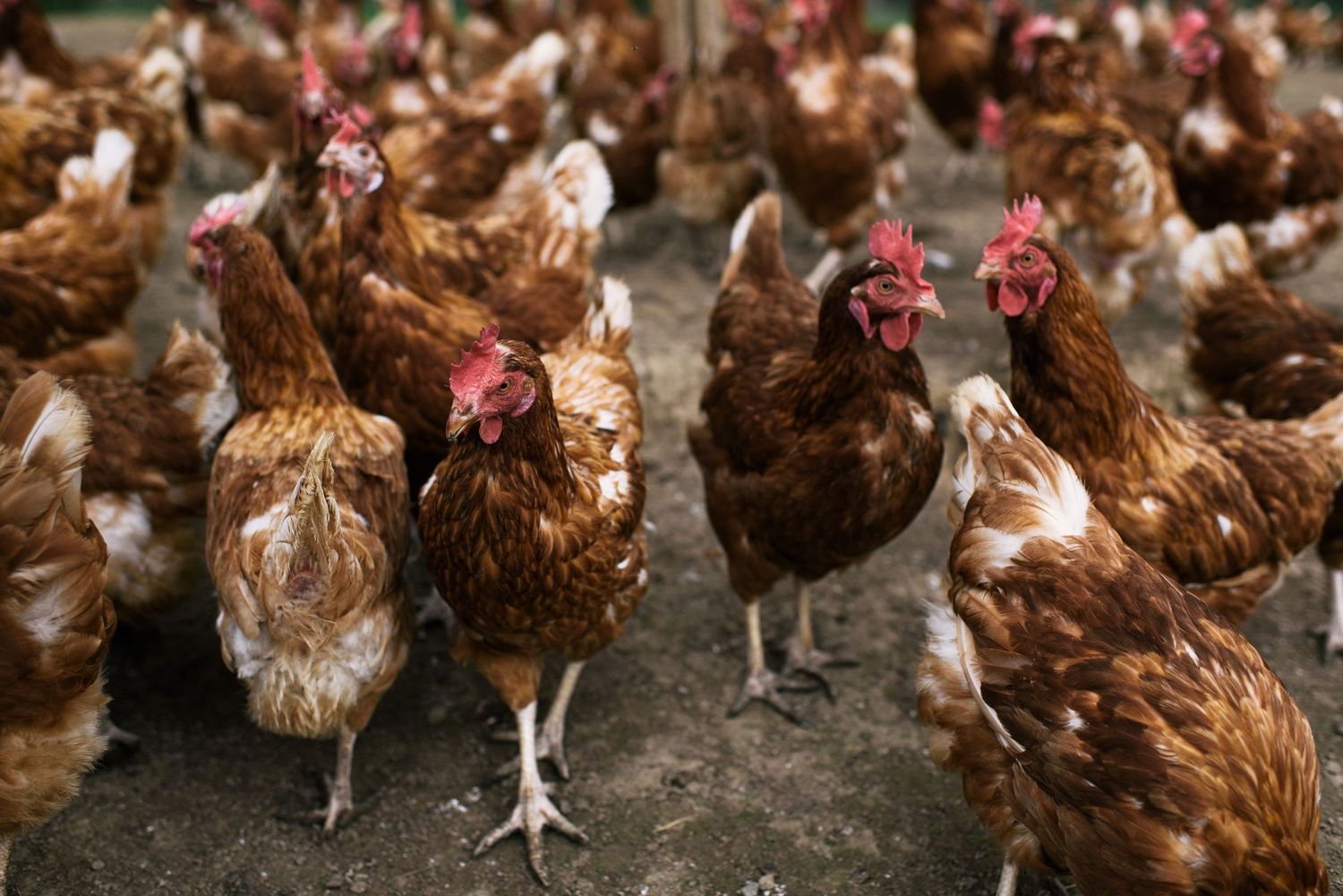 Macs farm chickens ditching wedding