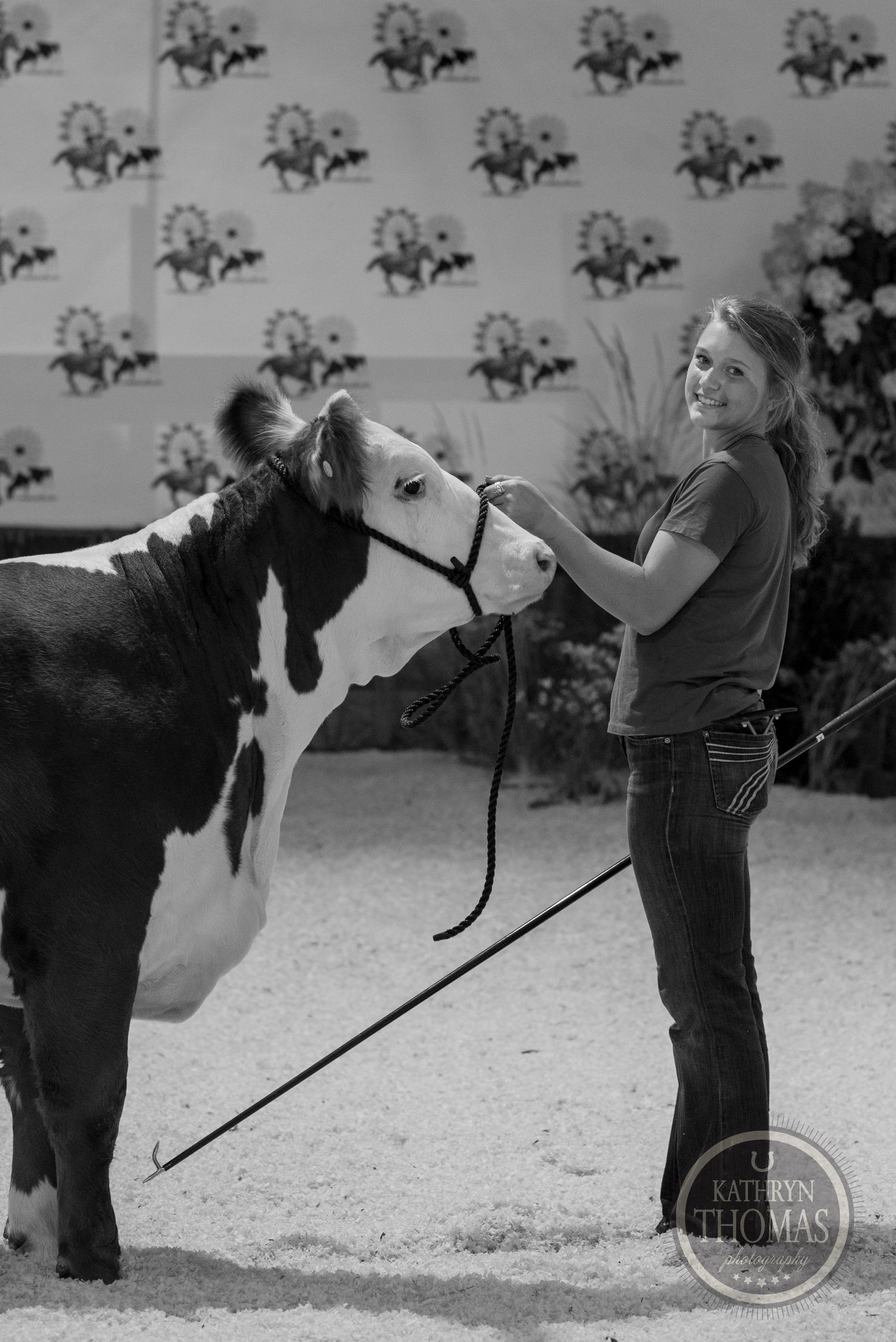A spotted show cow receives some grooming and handling at a livestock event.