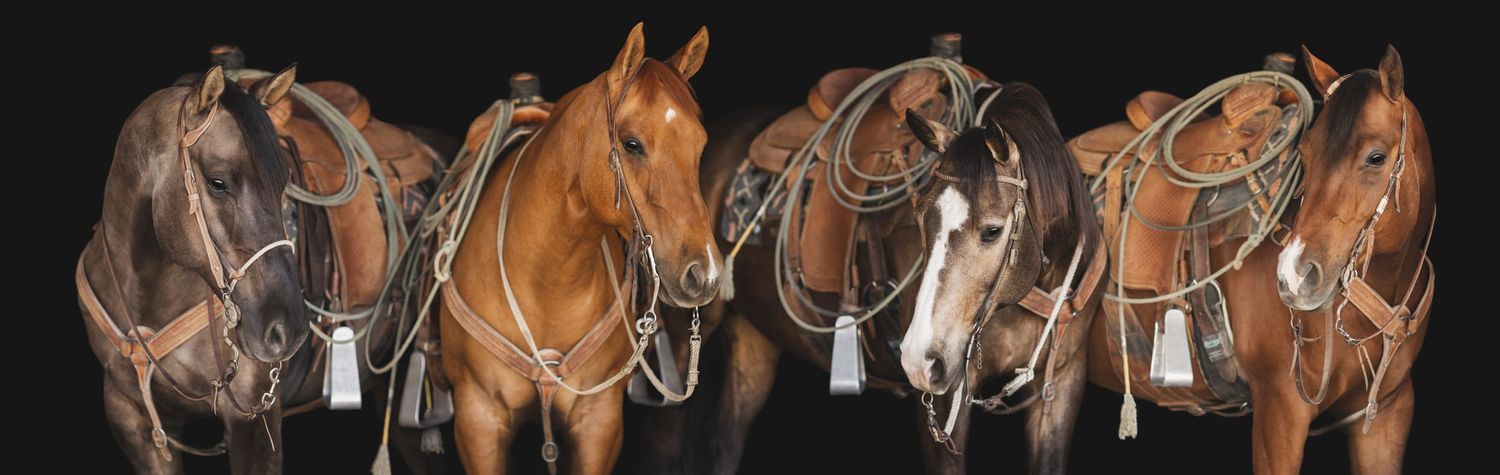 Row of saddled horses lined up against dark background showing Western riding tack and equipment.