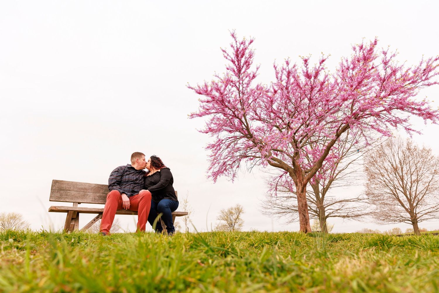Couple sharing a kiss on a bench beside a blooming pink cherry blossom tree in a park.