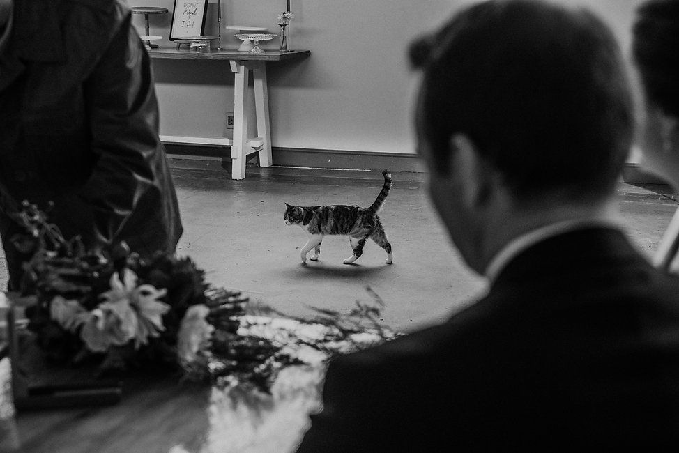Black and white photo of cat walking down aisle during wedding ceremony.