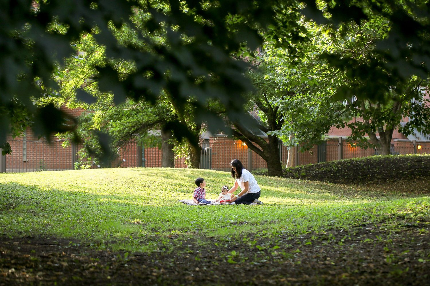 Scenic park landscape with green trees and grass on a sunny afternoon.