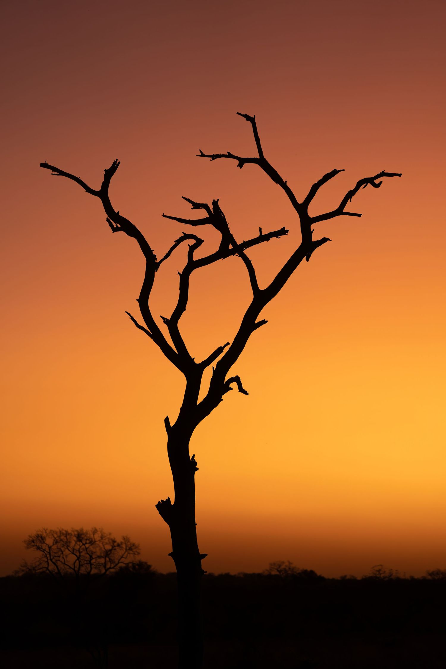Dramatic silhouette of a dead tree against an orange sunset sky in Africa.