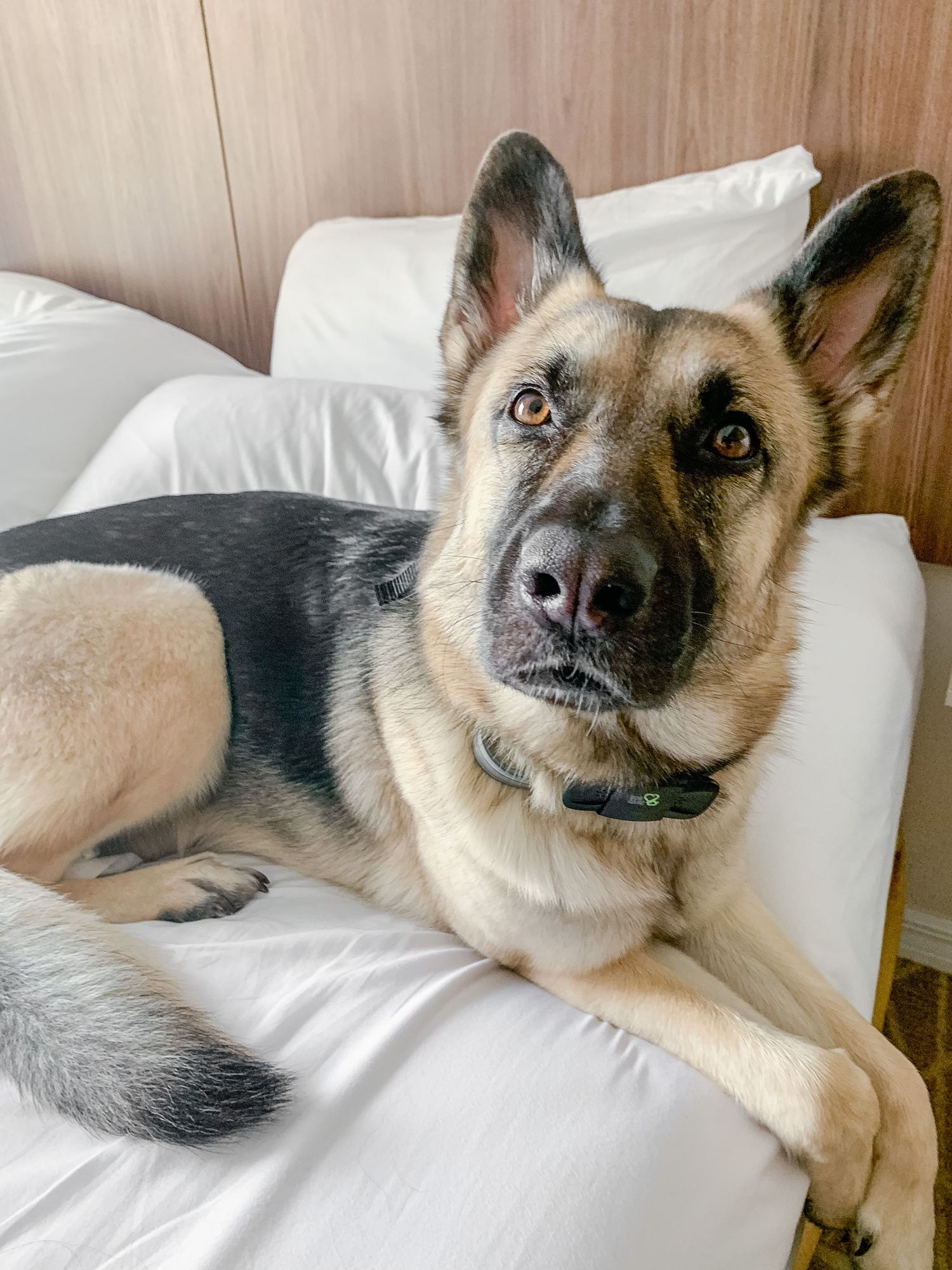 A German Shepherd dog lounges on white bedding, looking directly at the camera.