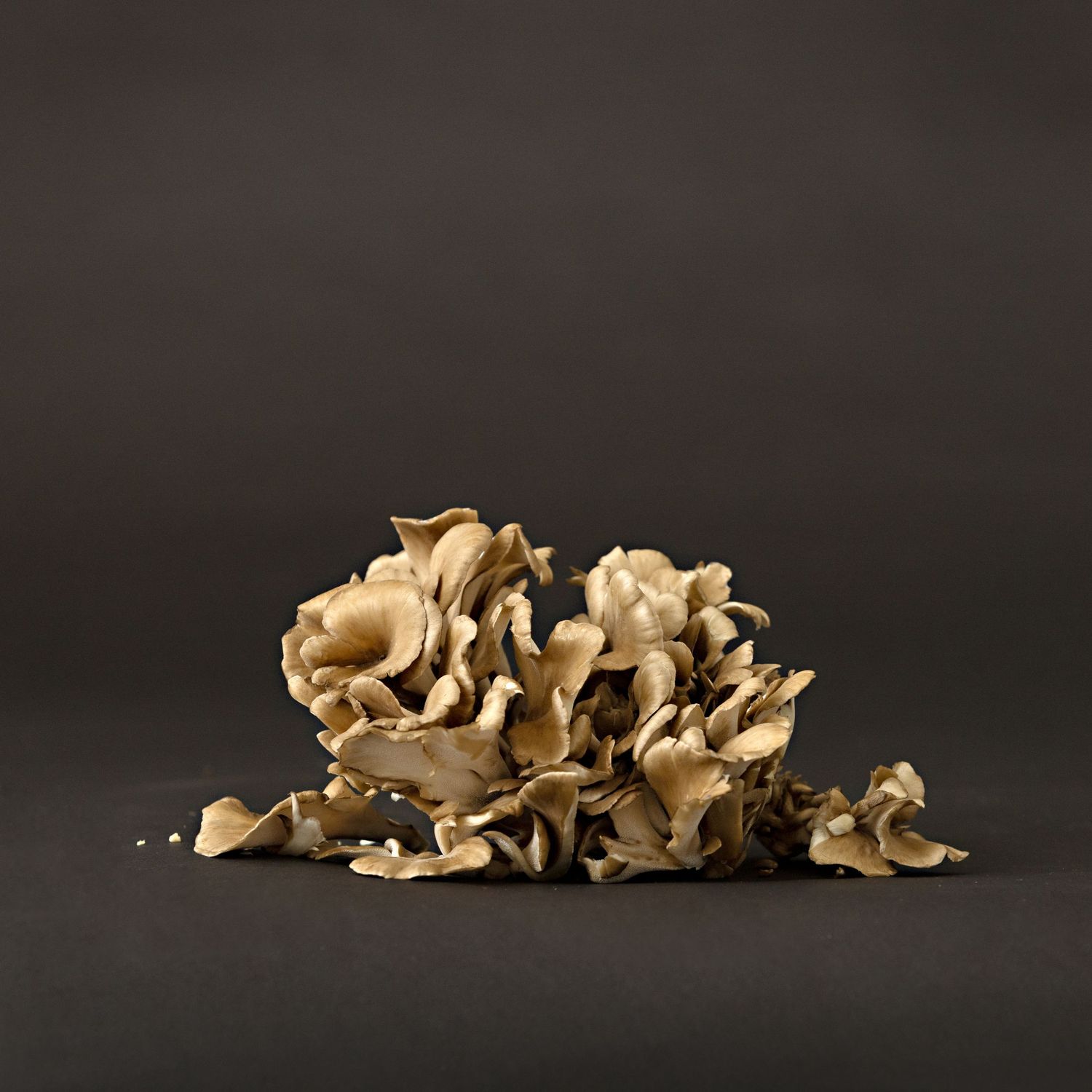 Dried brown mushrooms arranged artistically against a dark background.