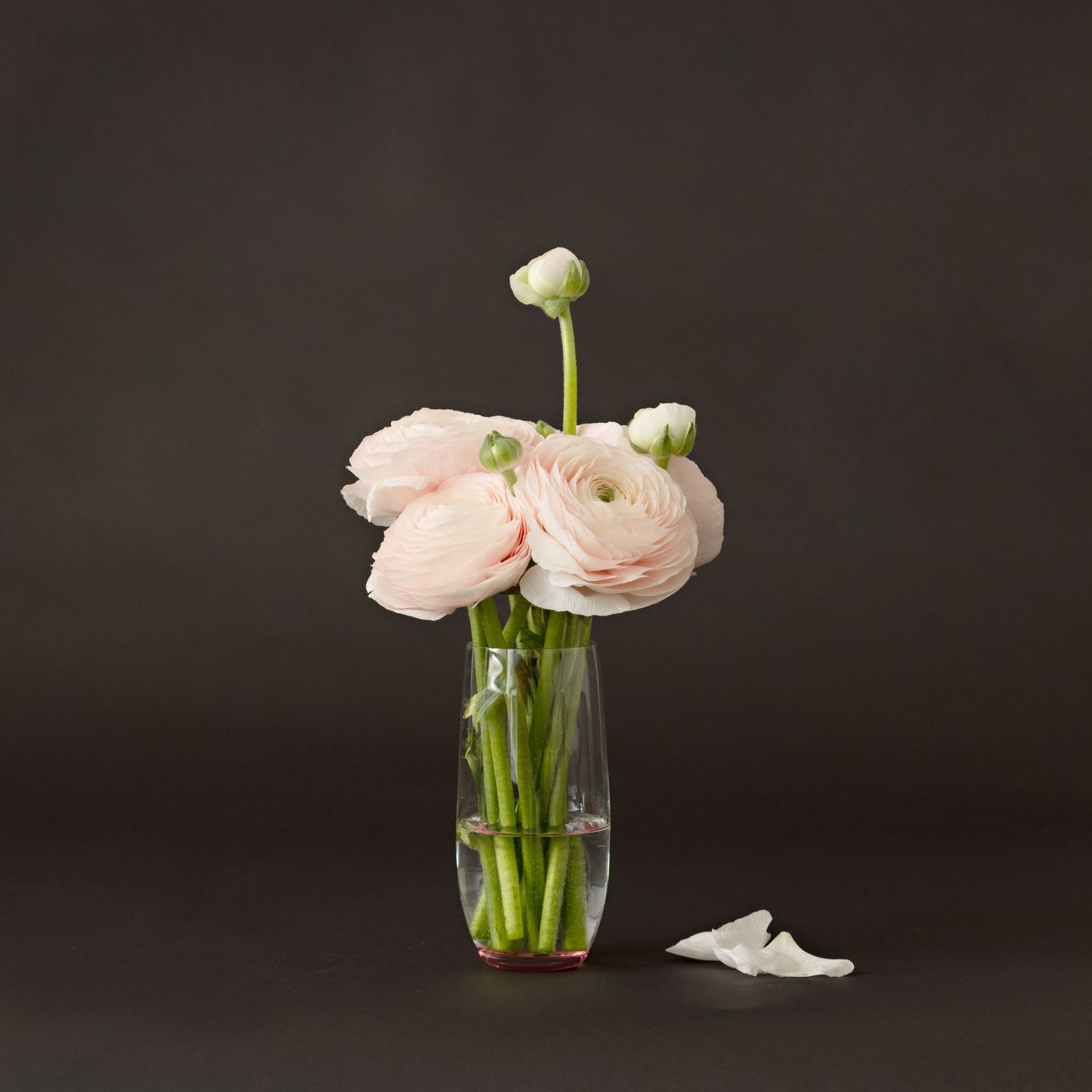 Delicate pink ranunculus flowers in a clear glass vase against a dark backdrop.