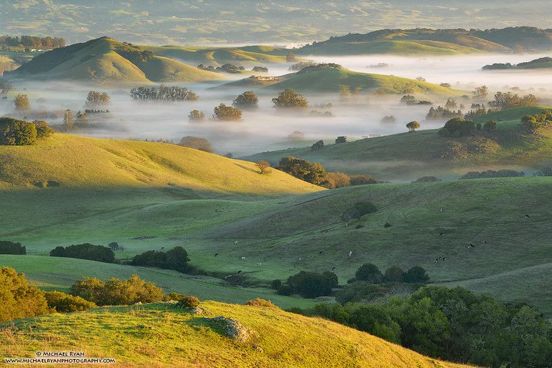 Morning fog settles between rolling green hills during sunrise in a pastoral rural landscape.