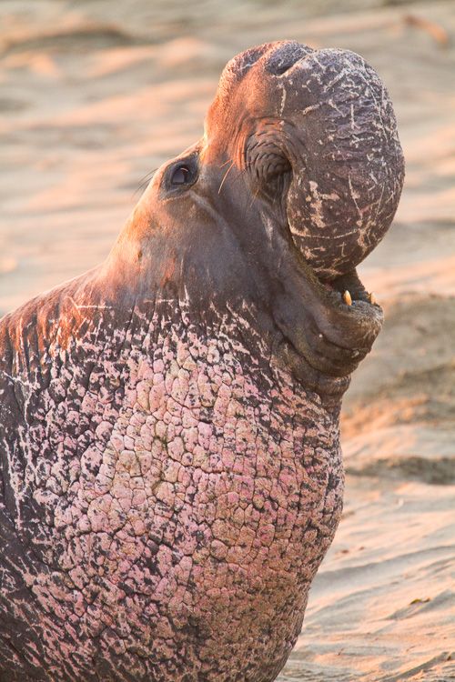 Male Elephant Seal with prominent chest shield and proboscis vocalizing in Big Sur, California