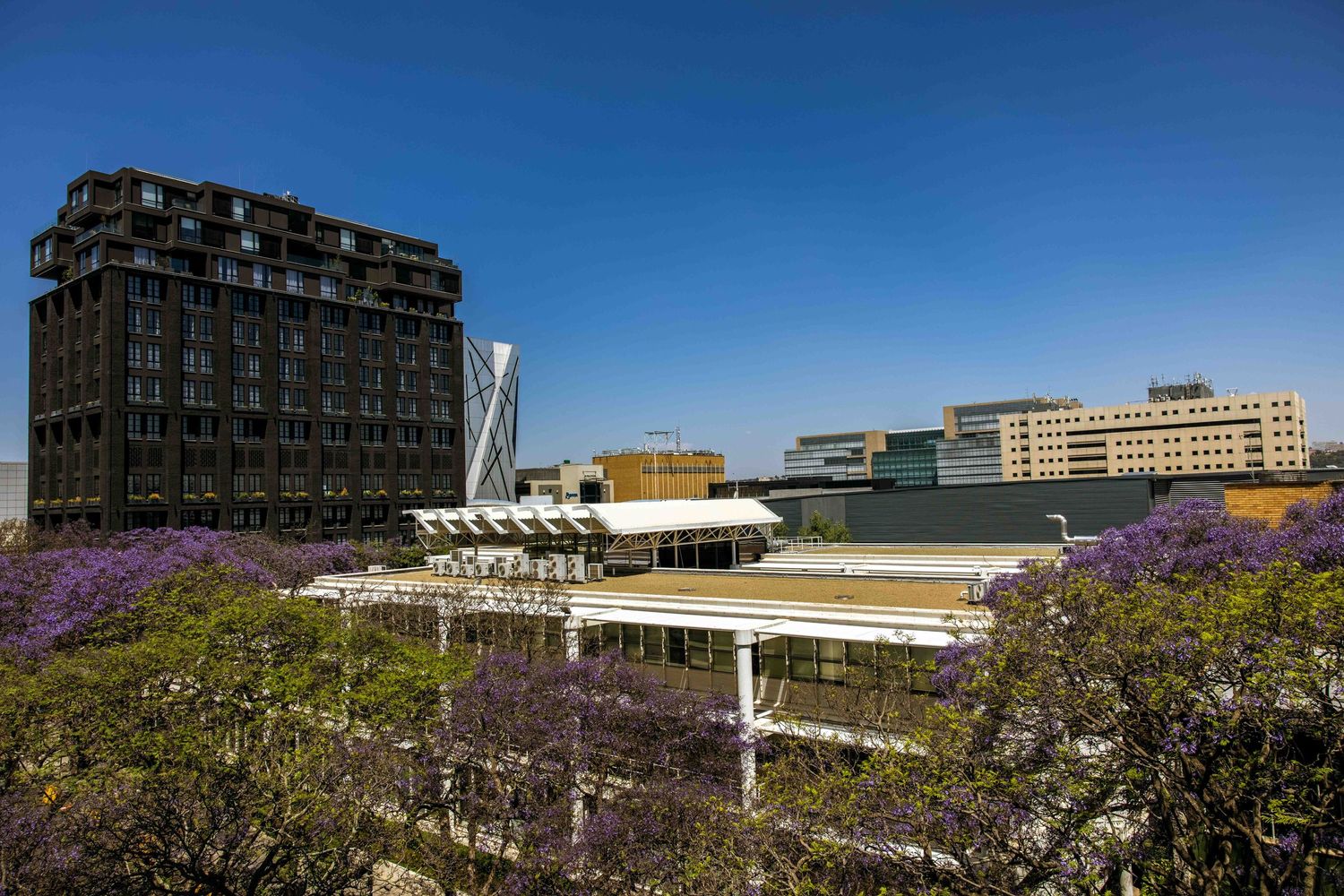Modern university campus buildings with jacaranda trees blooming under a bright blue sky.
