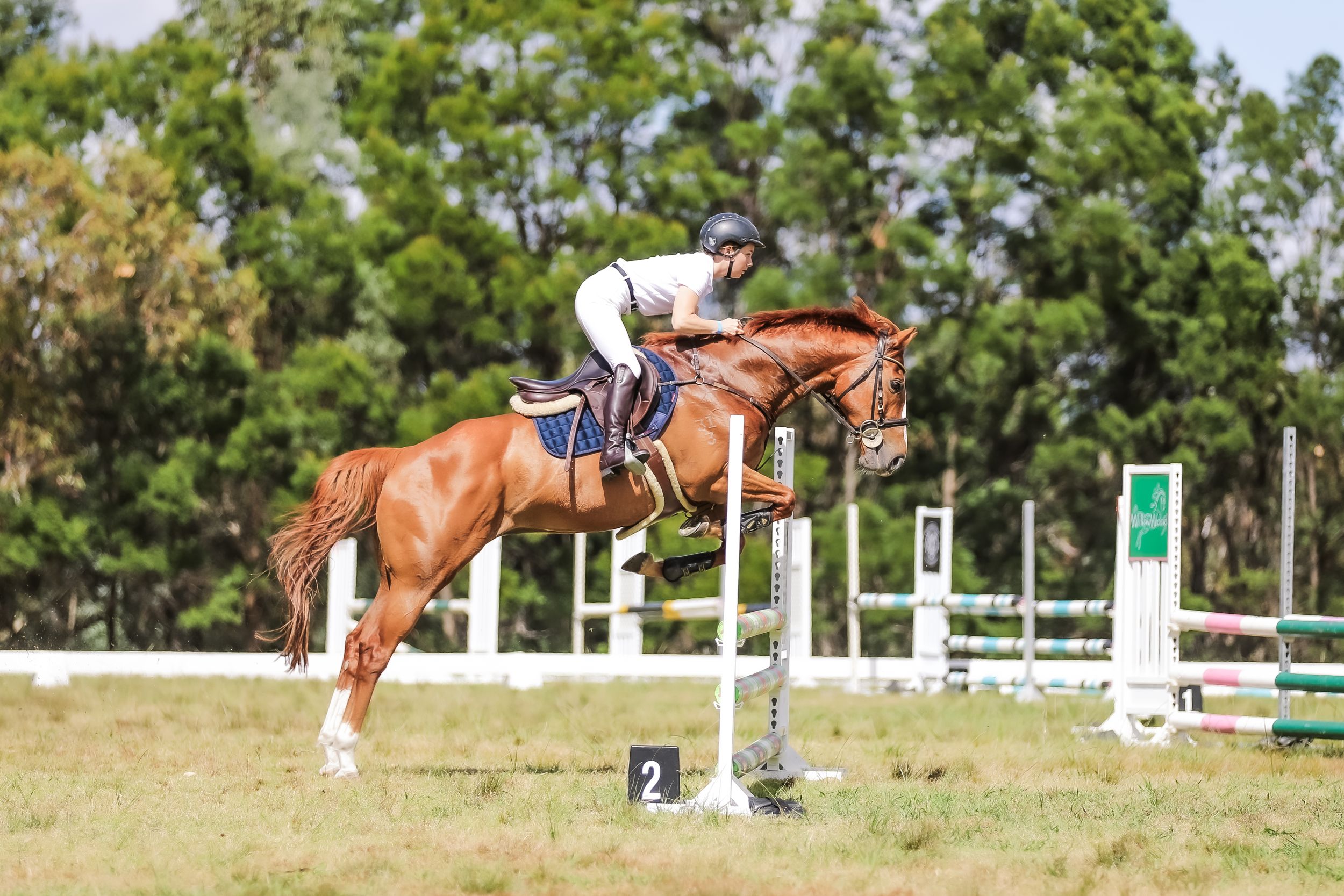 Equestrian photography.