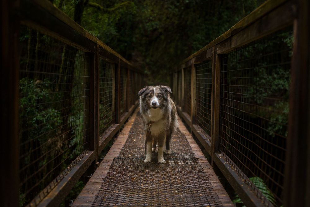 Dog standing on wooden suspension bridge in lush forest setting.