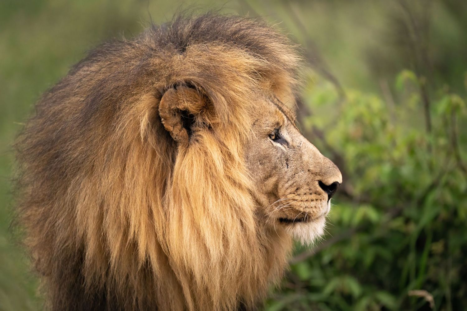 Close-up profile of male lion with magnificent brown mane against green background.