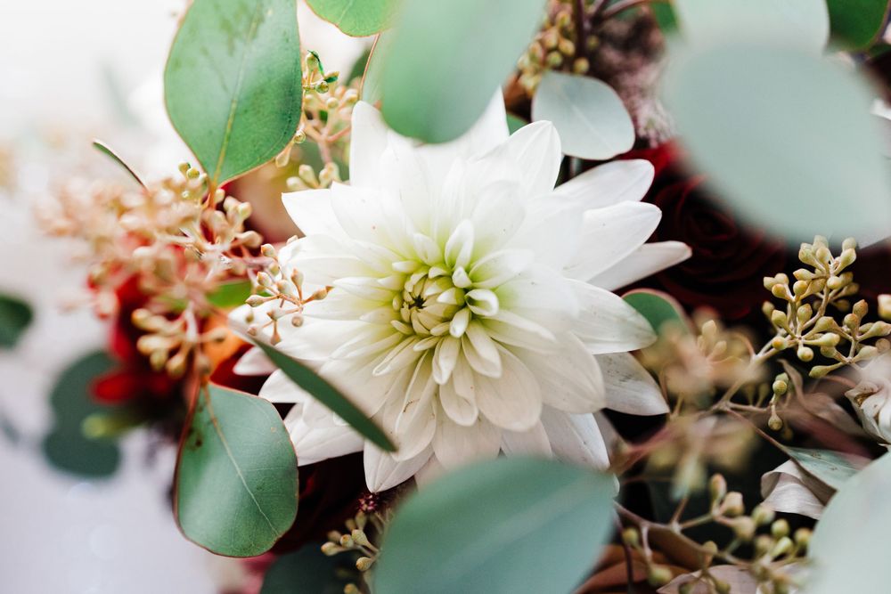 Close-up of a delicate white dahlia bloom with eucalyptus leaves in soft focus.