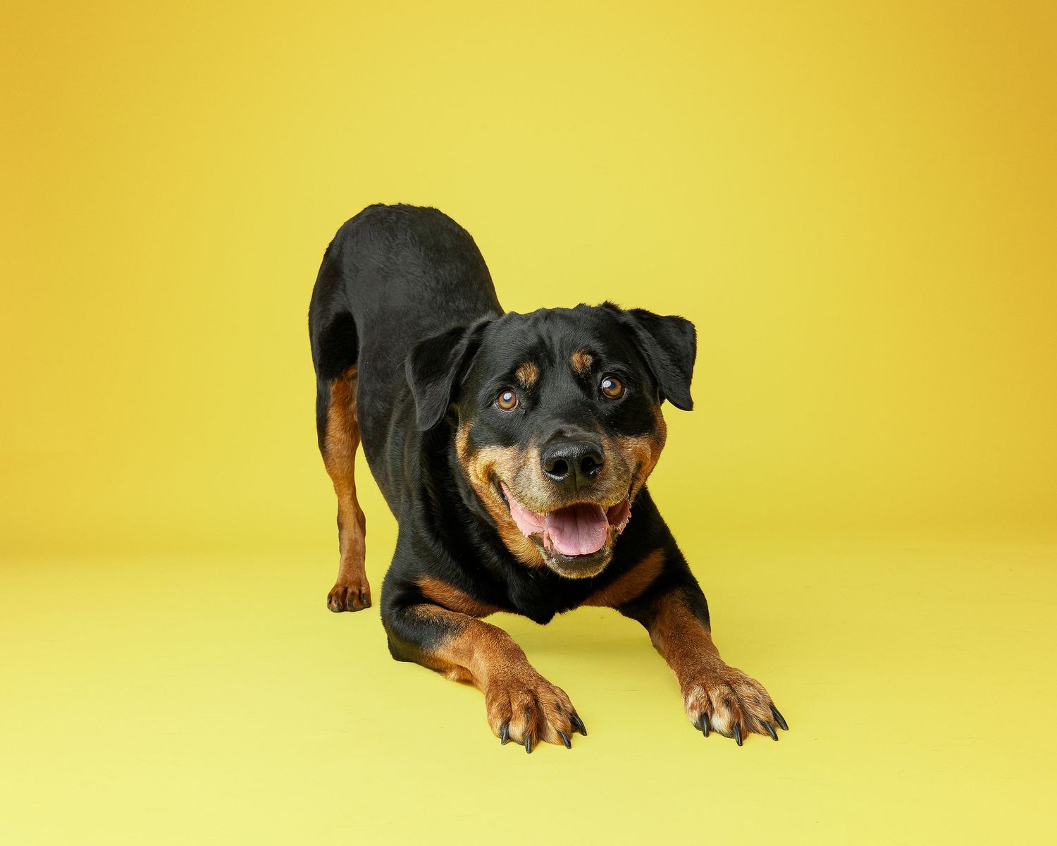 Smiling Rottweiler mix dog lying down on yellow background showing playful expression.