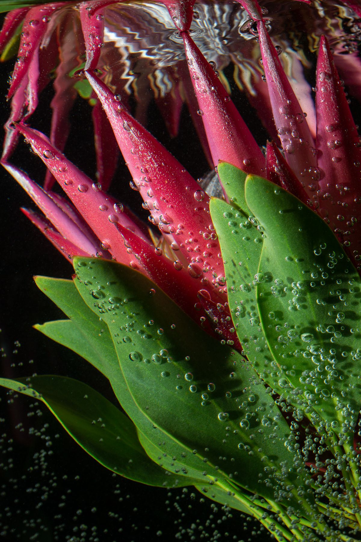 Macro shot of red tropical flower with water droplets and green leaves on dark background.