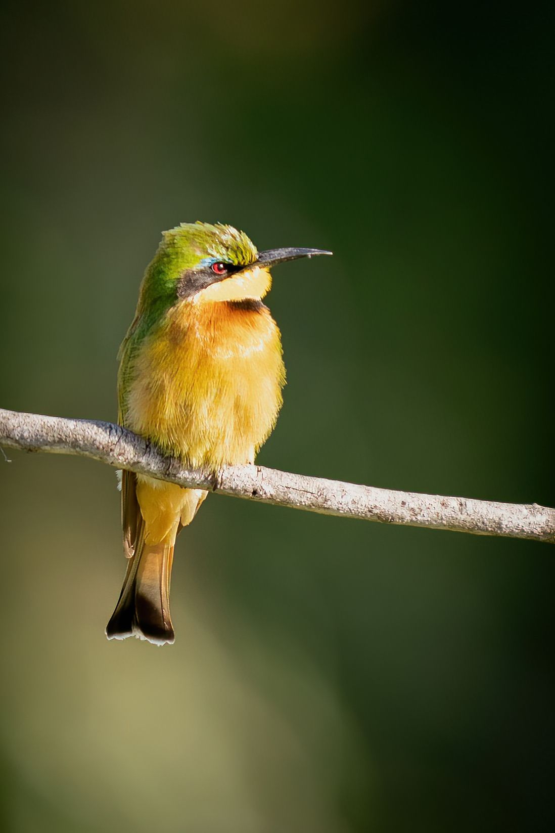 Sequential images of a small yellow bird perched on a thin branch against a dark background.