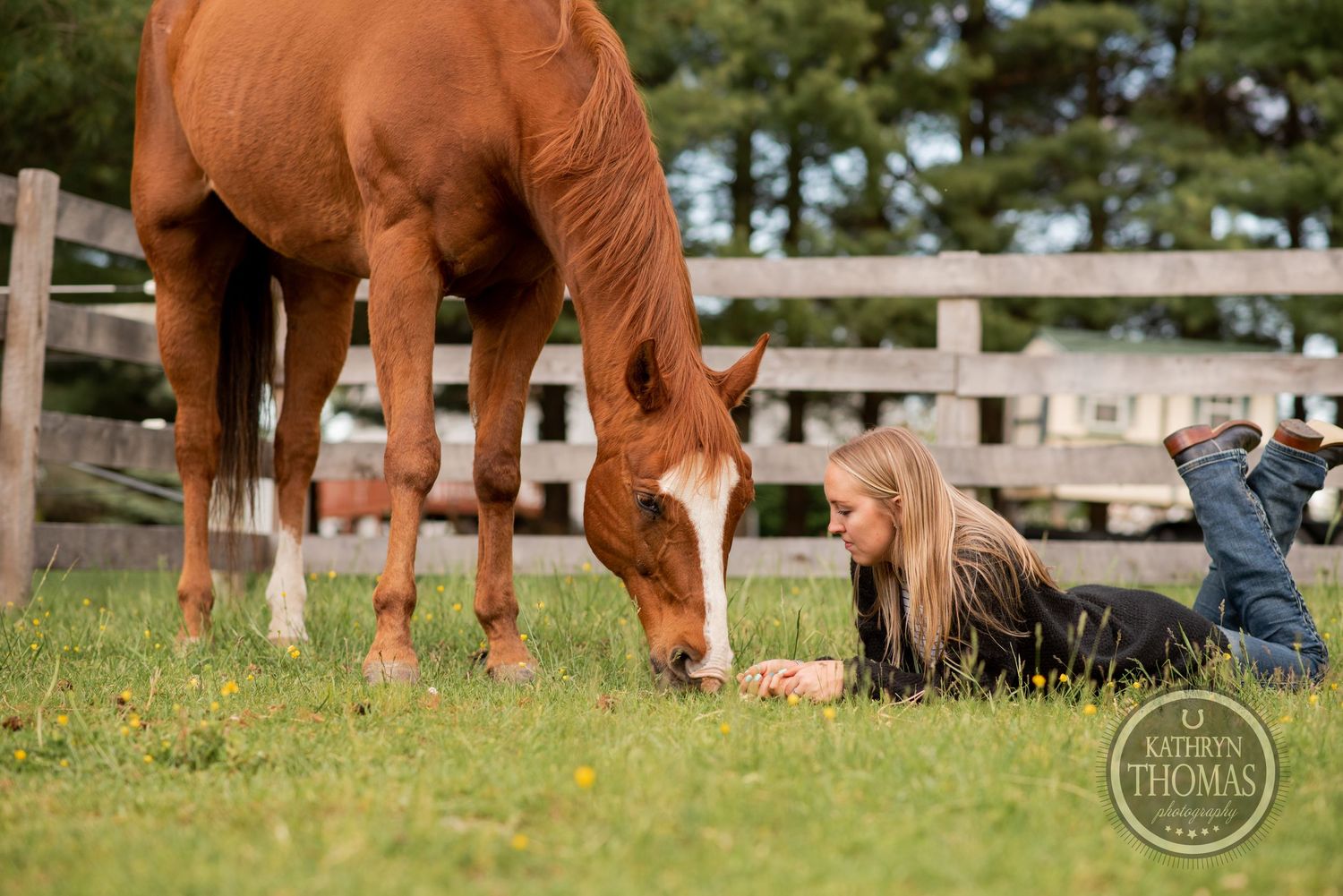 A chestnut horse grazes in a grassy field alongside someone lying in the grass.