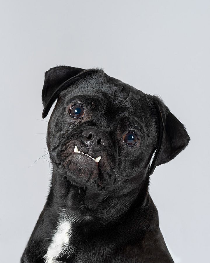 Black Jug dog in photographic studio by Lucy Reeve Dog Photographer