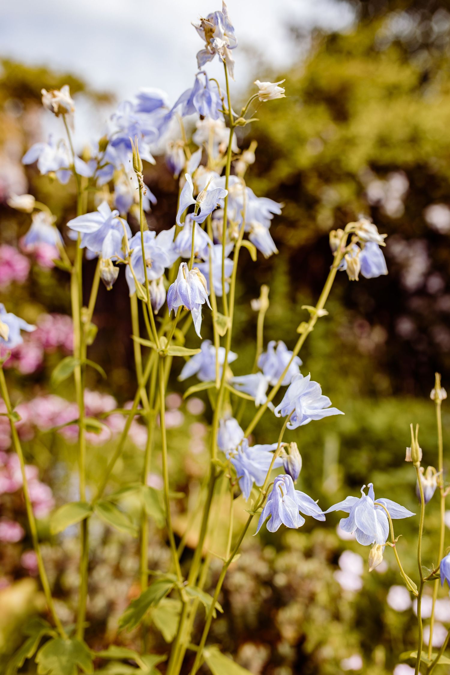 Delicate blue bell-shaped flowers blooming in a summer garden.