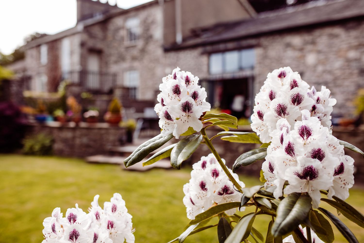 White rhododendron flowers blooming in front of a stone building.
