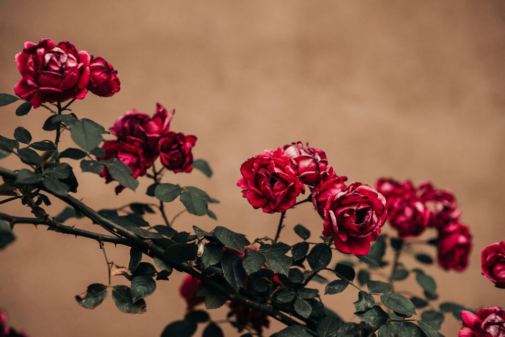 Deep red roses bloom on a thorny bush against a neutral brown background.