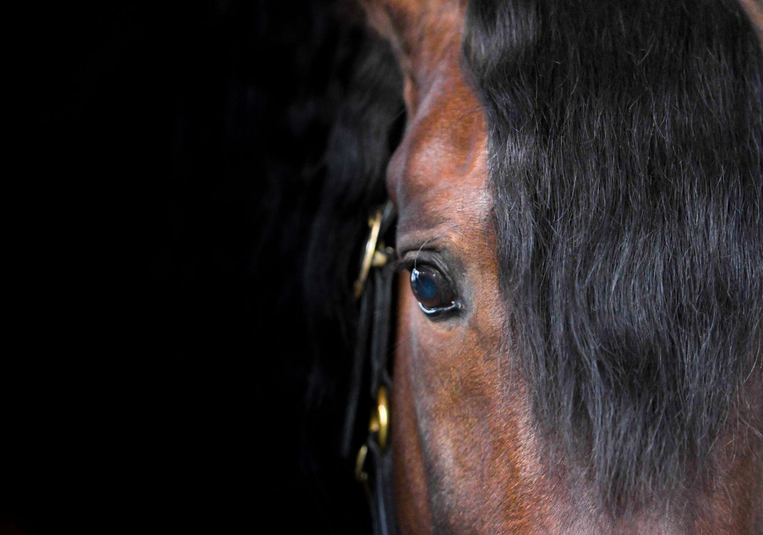 Look into the horse eye.