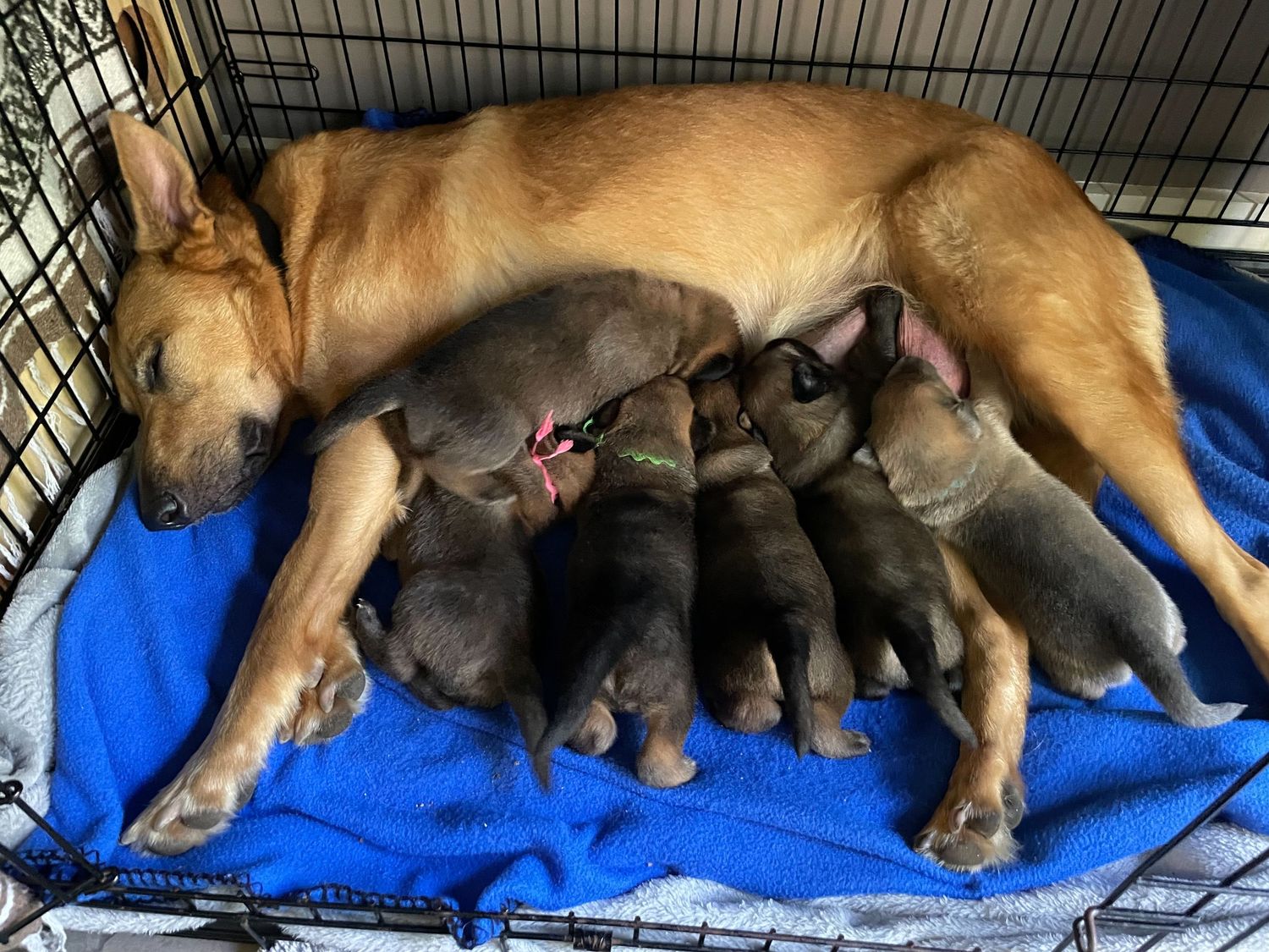 Ferncroft Chinooks Fern with her pups