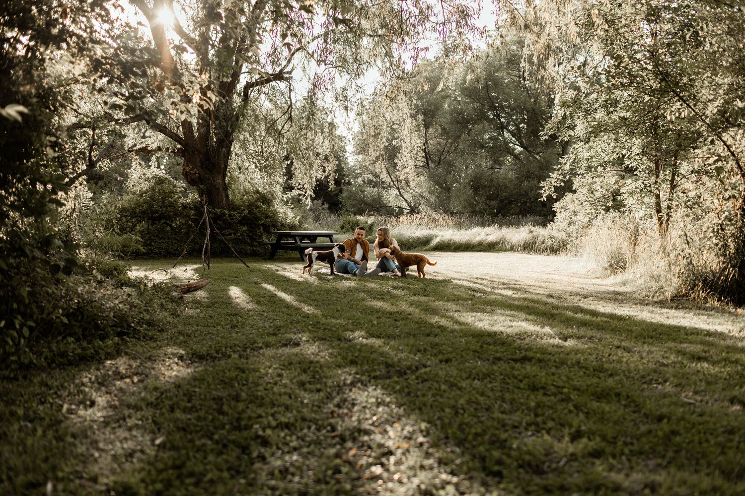 A serene outdoor scene with sunlight filtering through trees onto a grassy area.
