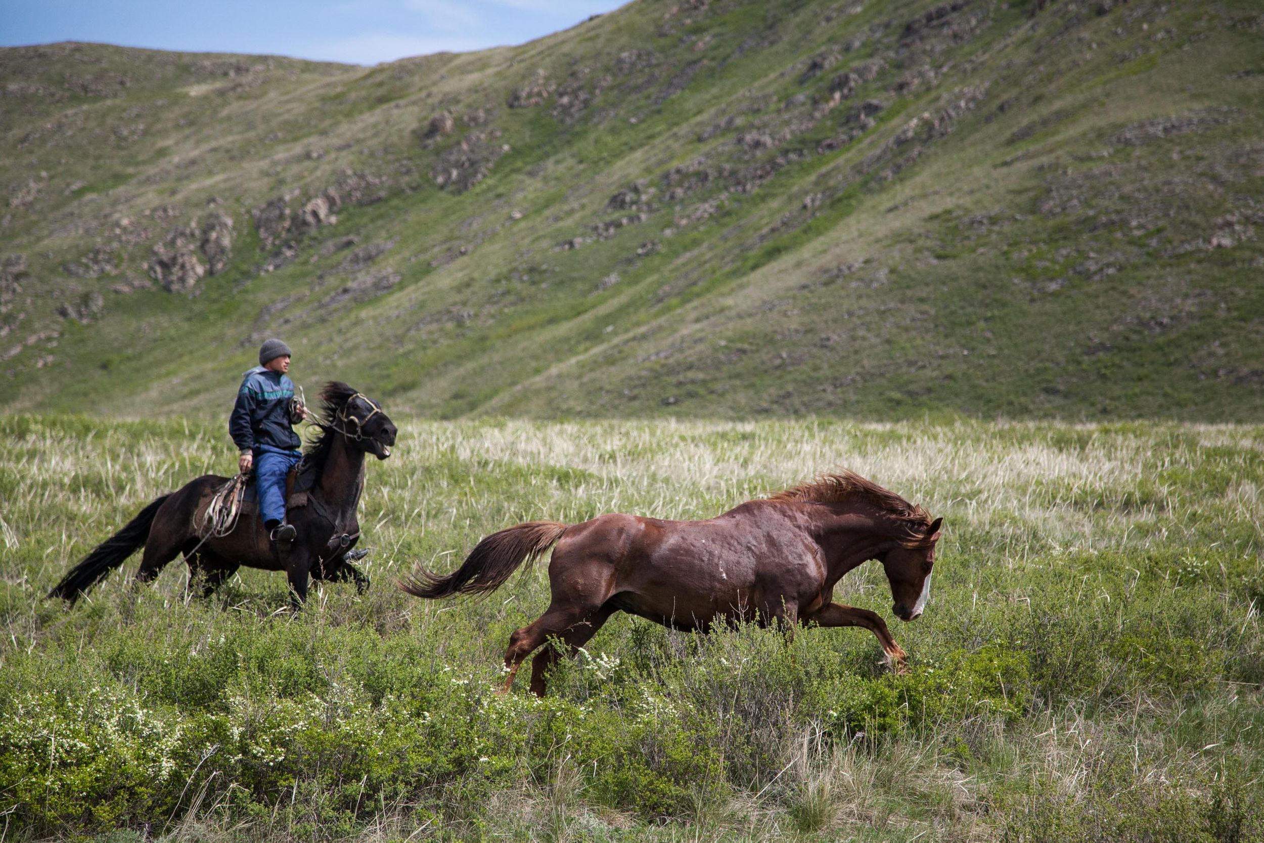Eating Horse Meat, Respectfully Ryan T. Bell Writer & Photographer
