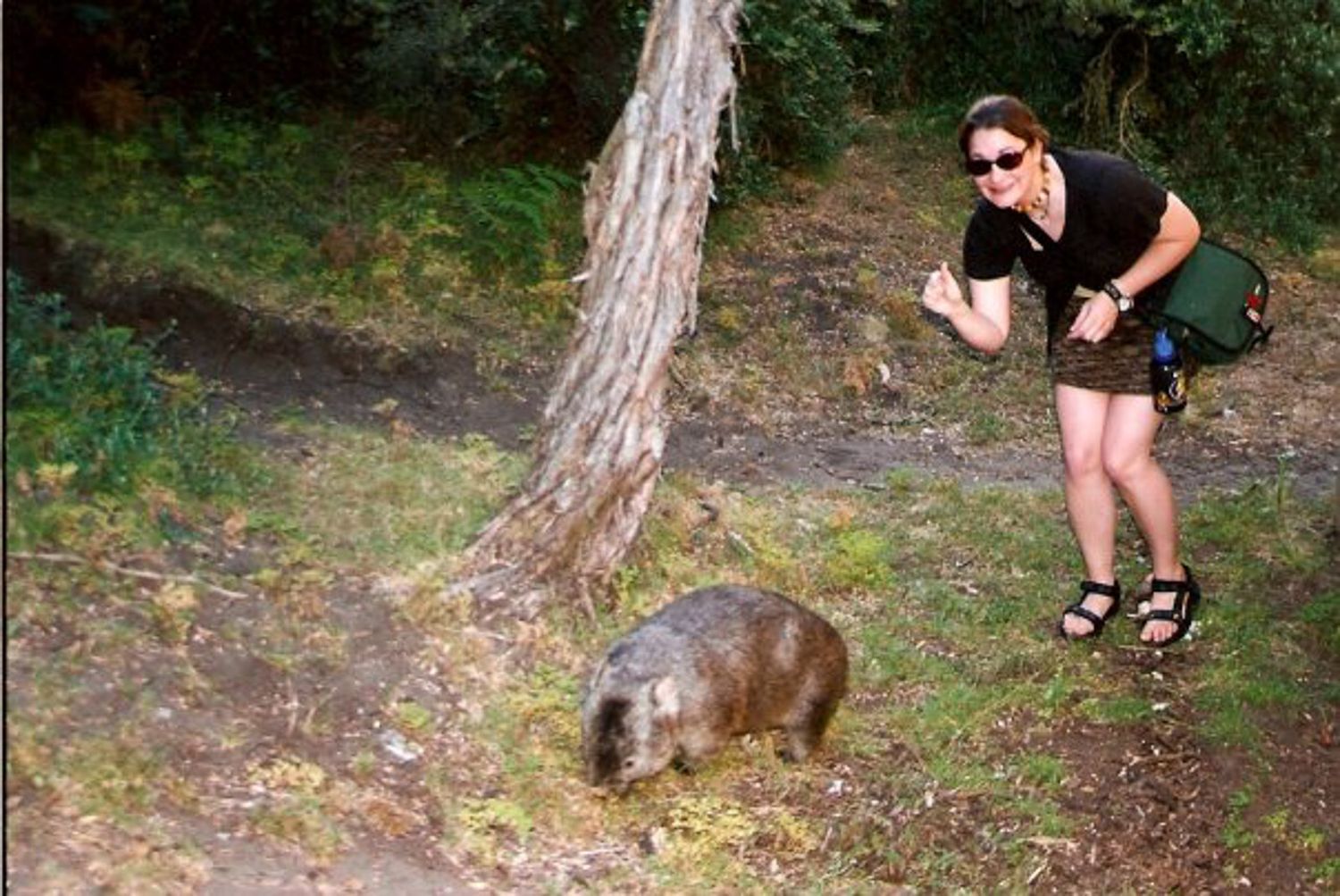It's a wombat! says a young woman who's come upon it while walking at her campsite in Australia.