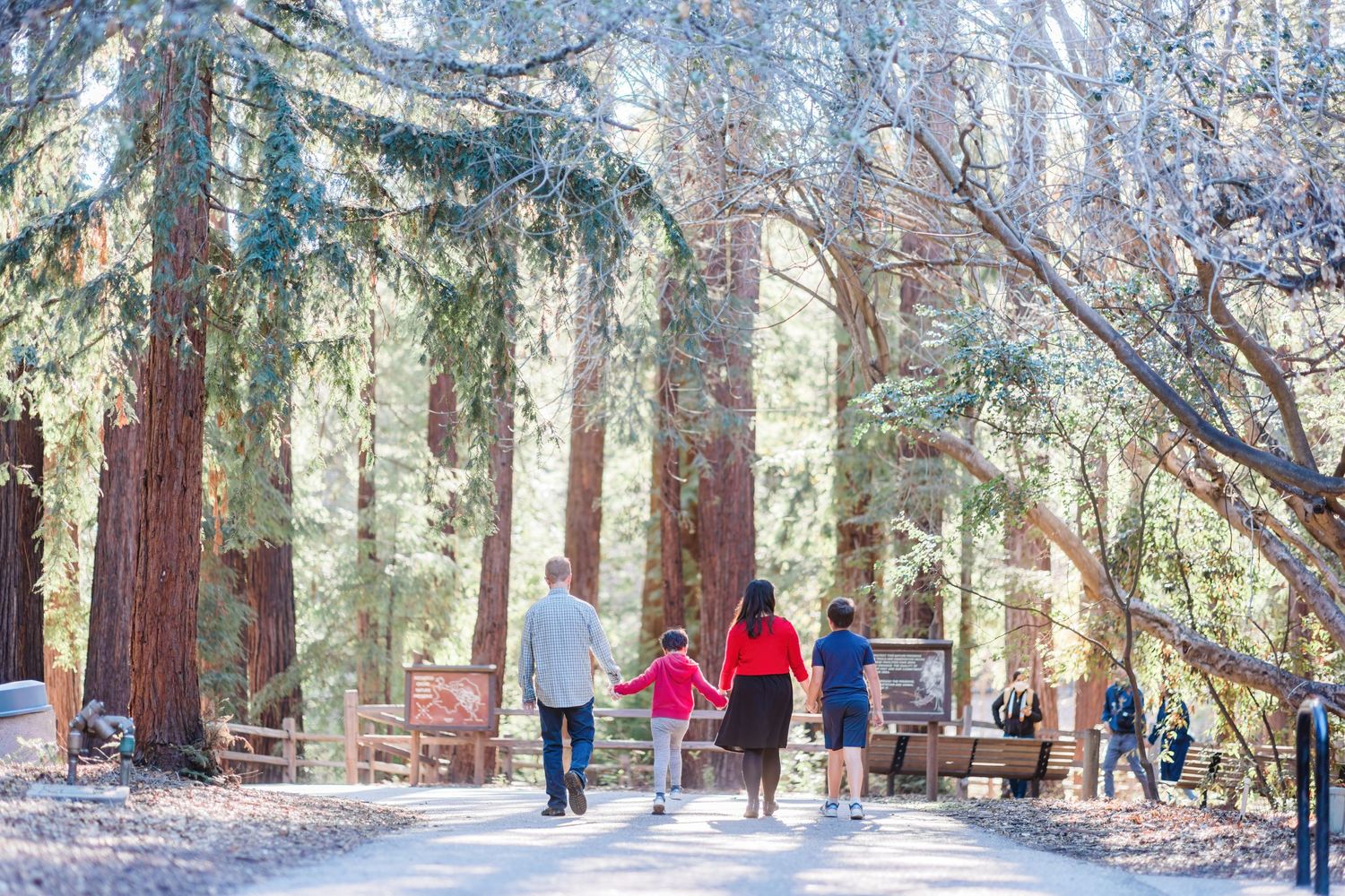 Family walking together on snowy path through towering redwood trees.