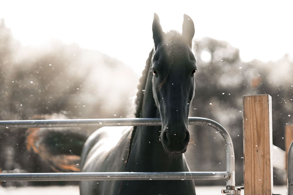 Dark horse looking through metal fence in misty winter morning.