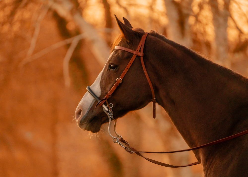 Close-up profile of a dark brown horse wearing bridle in warm golden light.