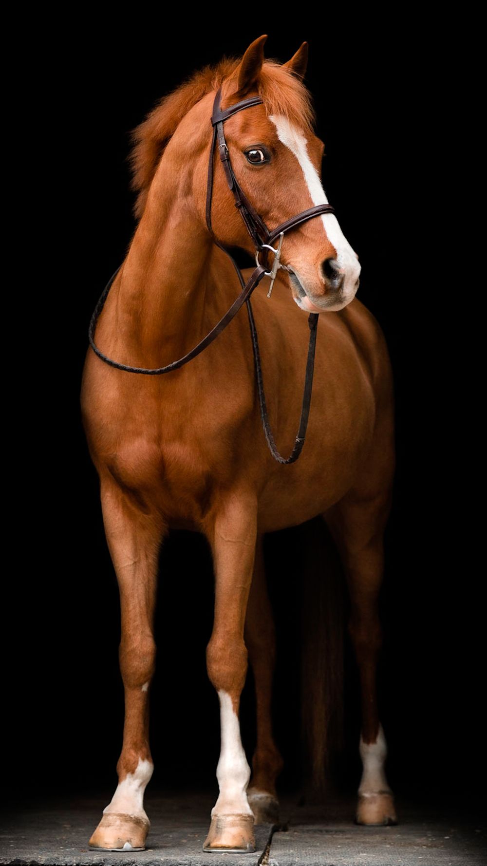 Full body portrait of chestnut horse with white markings wearing bridle against black background.