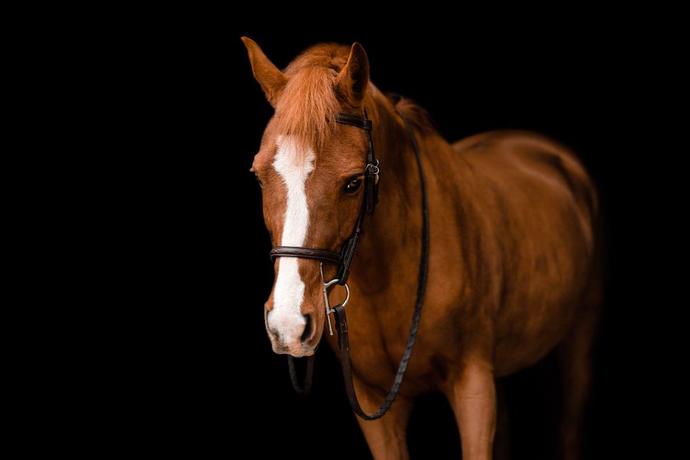 A chesnut horse with white facial markings wearing a bridle against a dark background.