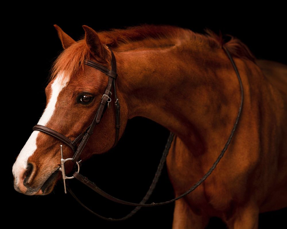 Chestnut horse with white blaze wearing black bridle against dark background in dramatic studio lighting.