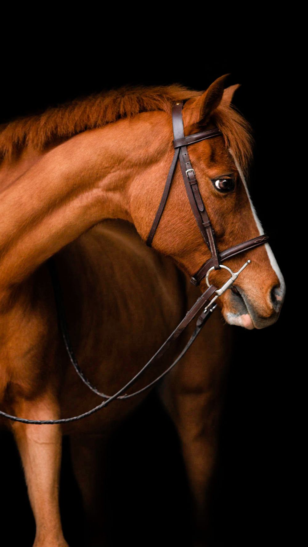 A chestnut brown horse wearing a leather bridle shown in dramatic lighting against a black background.