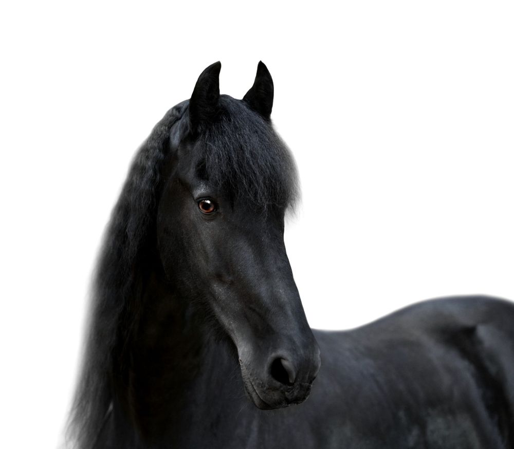 Striking black horse portrait with long mane against white background.