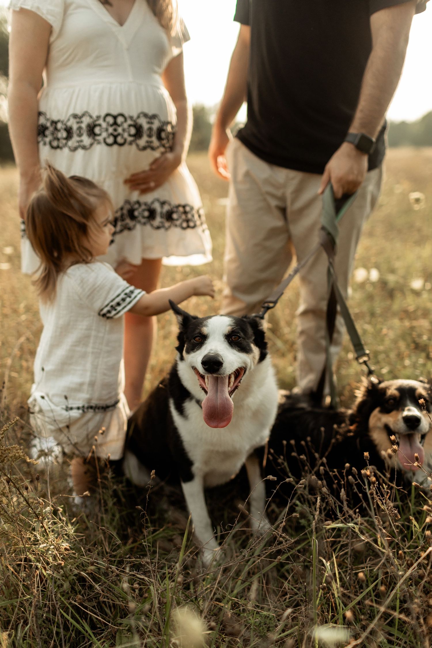 A happy family with their energetic border collie enjoying a summer evening in a wildflower field.