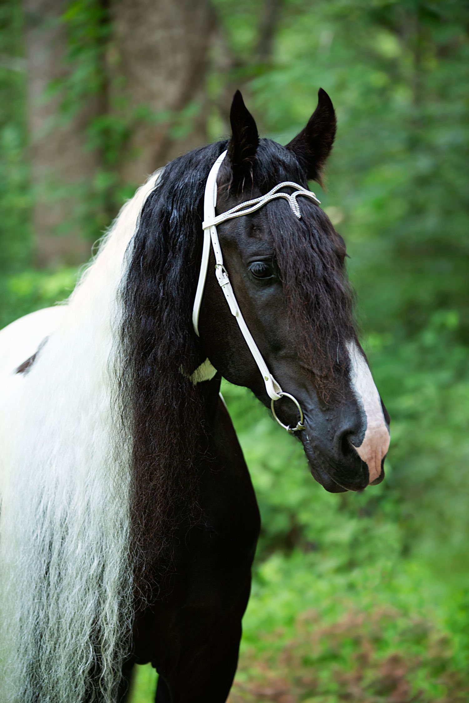 Aiken, South Carolina, Equestrian, Photographer, Georgia, Augusta, Equine