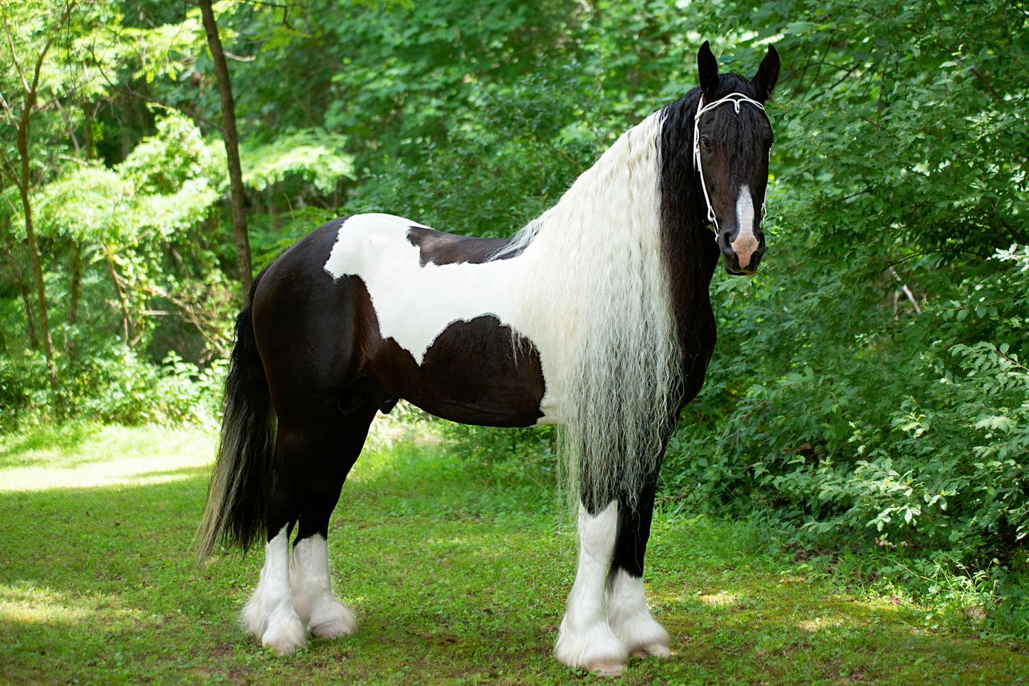 Aiken, South Carolina, Equestrian, Photographer, Georgia, Augusta, Equine