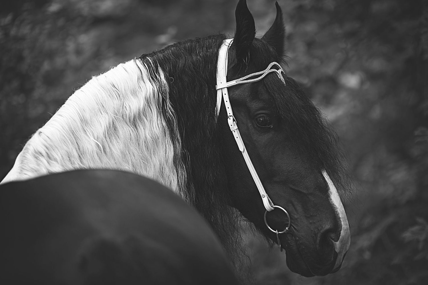 Aiken, South Carolina, Equestrian, Photographer, Georgia, Augusta, Equine