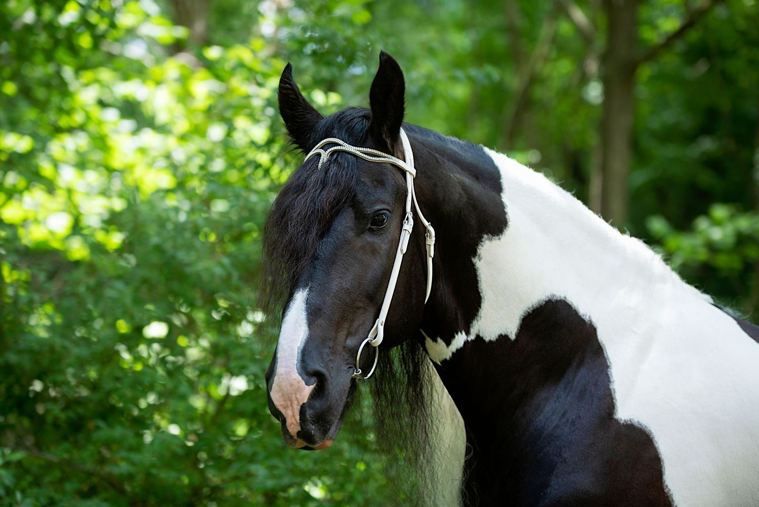 Aiken, South Carolina, Equestrian, Photographer, Georgia, Augusta, Equine