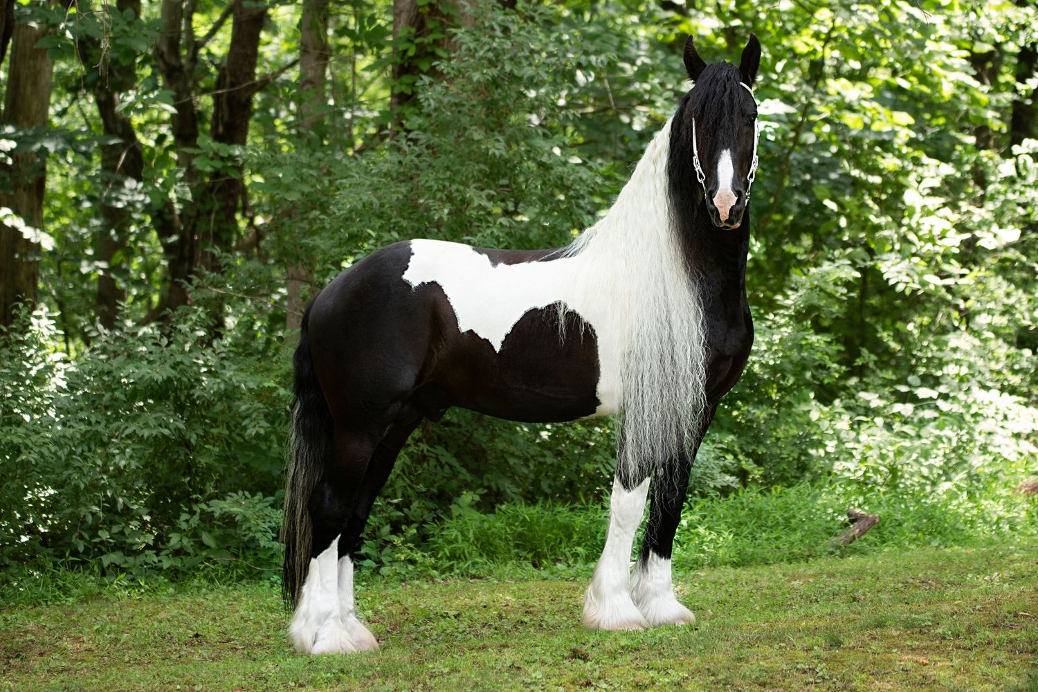 Aiken, South Carolina, Equestrian, Photographer, Georgia, Augusta, Equine
