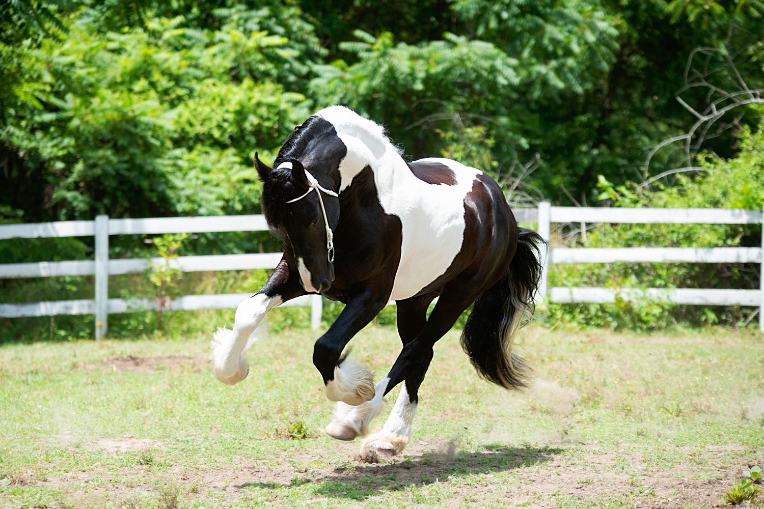 Aiken, South Carolina, Equestrian, Photographer, Georgia, Augusta, Equine