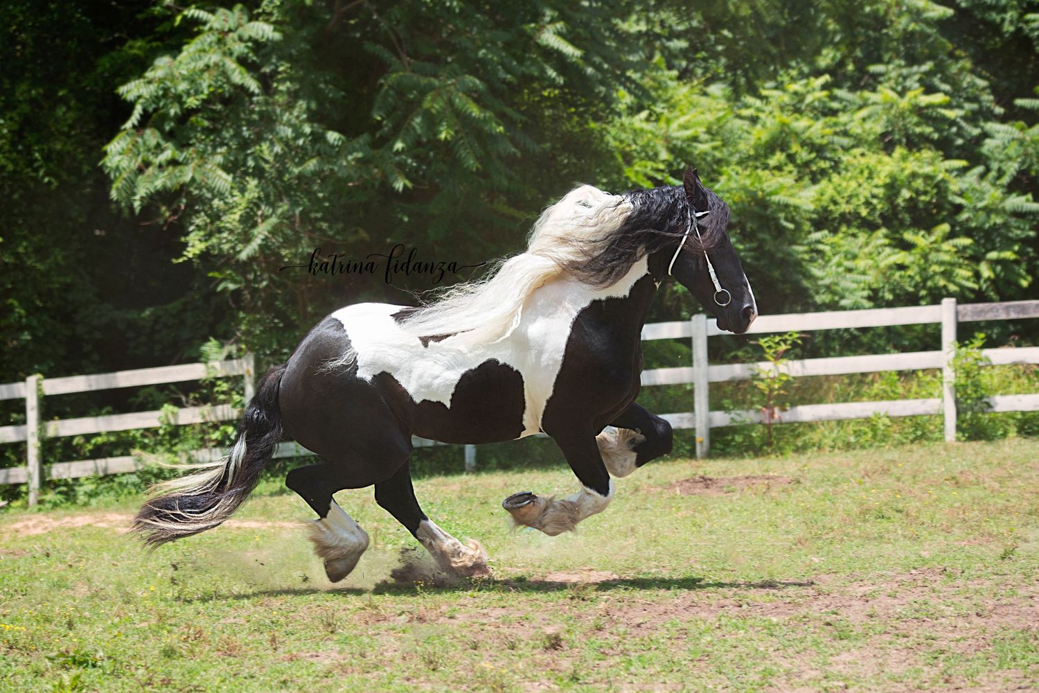 Aiken, South Carolina, Equestrian, Photographer, Georgia, Augusta, Equine